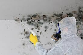 Best Black Mold Removal  in Elmwood Place, OH